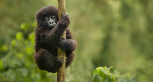 Likweli, nuova scimmia scoperta nelle foreste del Congo